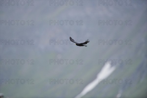 Yellow-billed chough