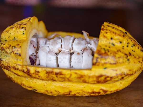 Cocoa beans inside the cut open cocoa plant