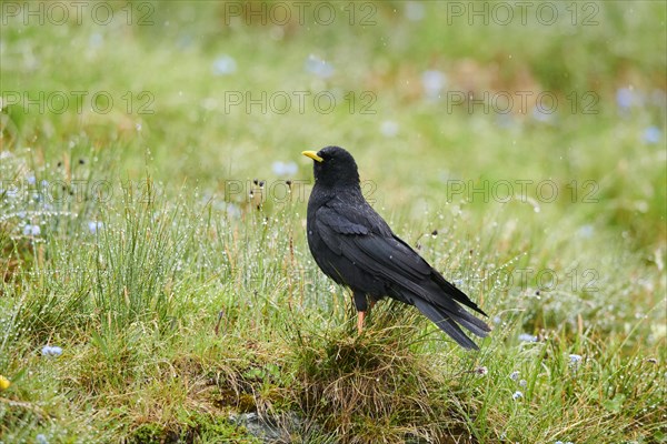 Yellow-billed chough