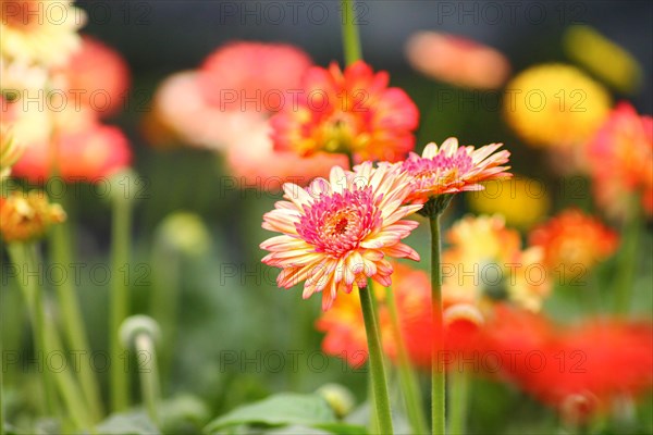 Close-up of colorful gerbera daisies with a defocused background