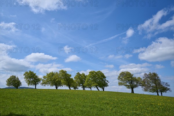 Meadow with copper beeches with cloudy sky in spring