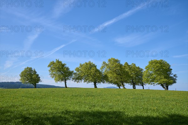Meadow with copper beeches in spring