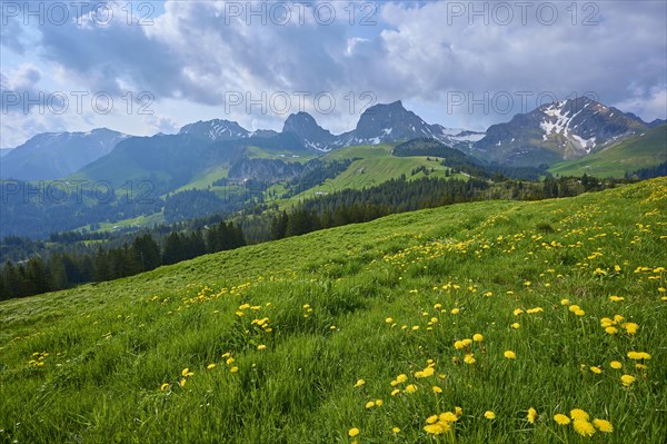 Dandelion in bloom on an alpine meadow with cloudy sky over the mountains