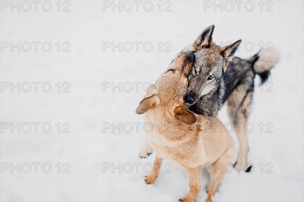 Siberian husky plays with another dog in the snow at a shelter for homeless animals