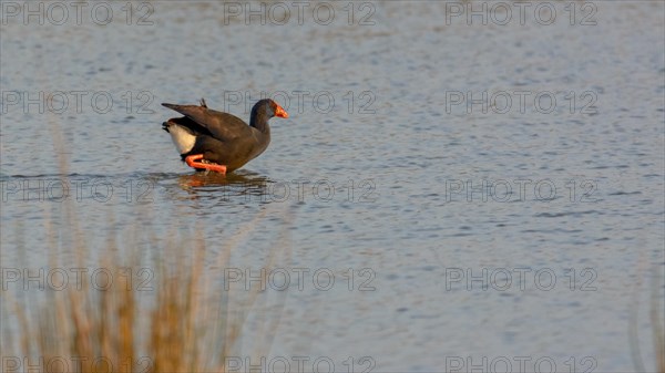 Purple gallinule