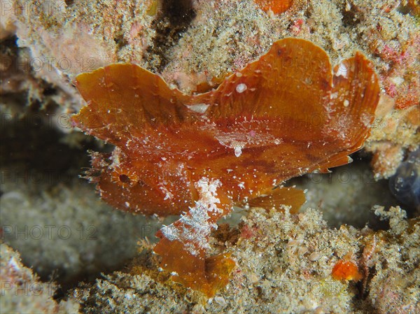 Brown leaf scorpionfish