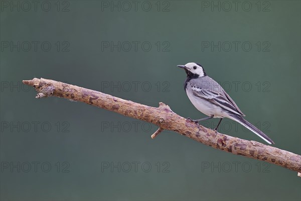 White wagtail