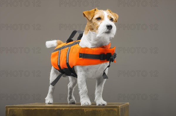 Pedigreed Jack Russell in the costume of a lifeguard Malibu stands on a pedestal in the studio.