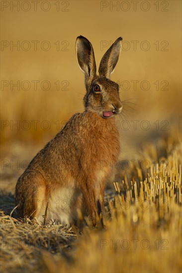 European brown hare