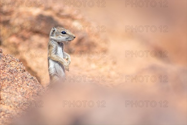 Barbary ground squirrel