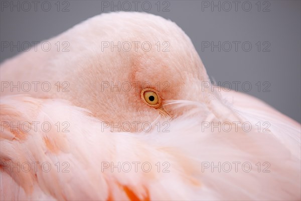 American flamingo