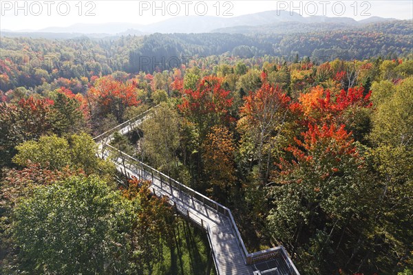 Tree top walkway in autumn