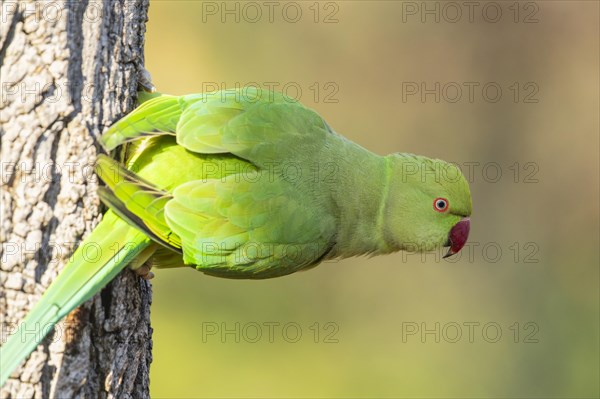 Rose-ringed parakeet