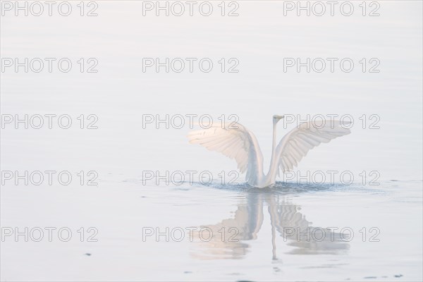 Great egret