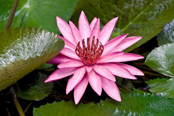 Red water lilies