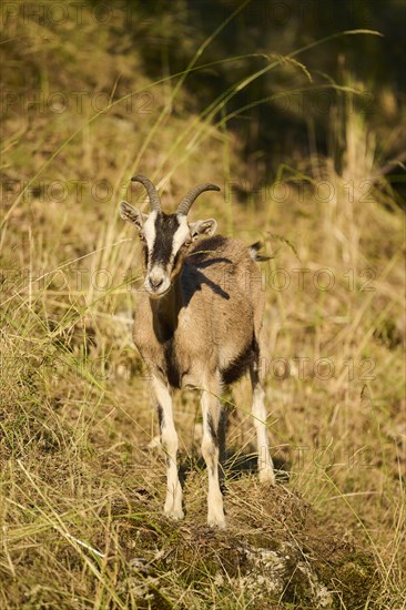 Domestic goat