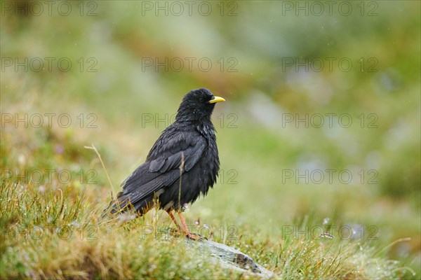 Yellow-billed chough