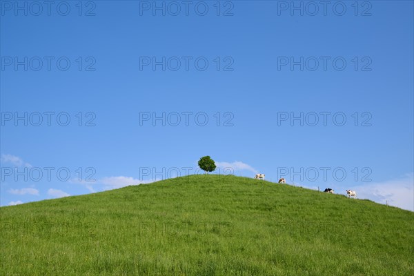 Cows grazing on a green hill under a single linden tree on a sunny day with blue sky