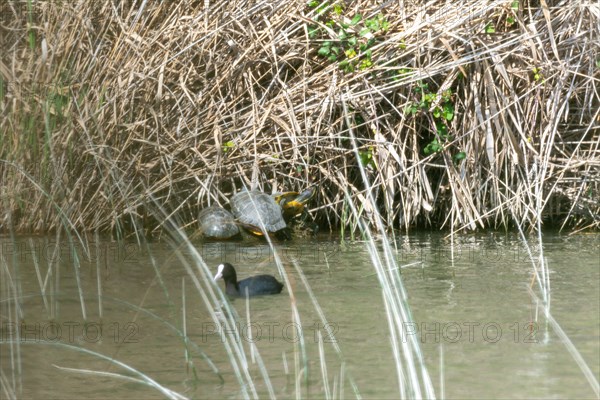 Red-eared turtles