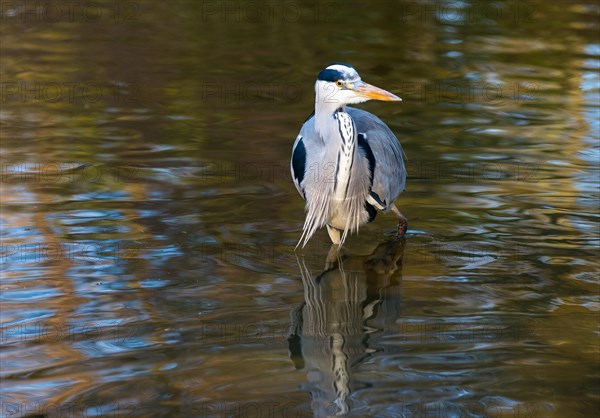 Grey heron or grey heron