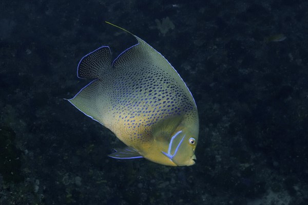 Koran angelfish