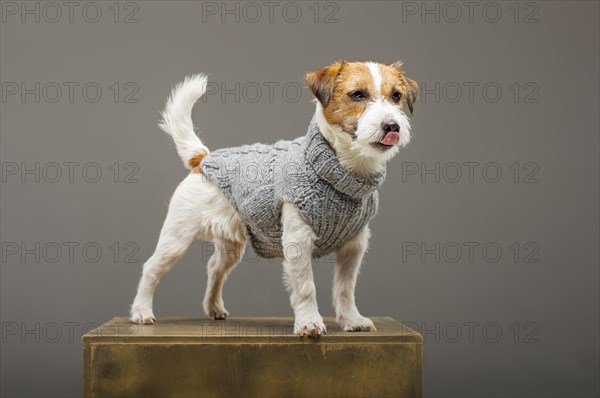 Charming Jack Russell posing in a studio in a warm gray sweater.