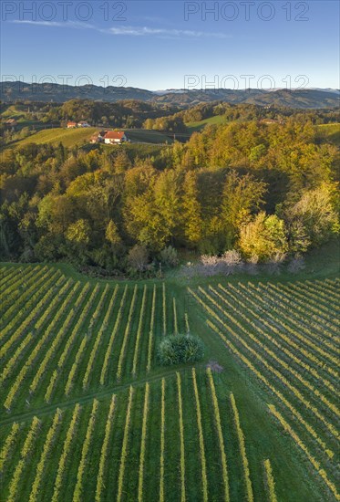 Aerial view of vineyards in the morning light