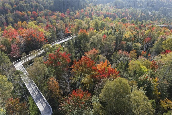 Tree top walkway in autumn