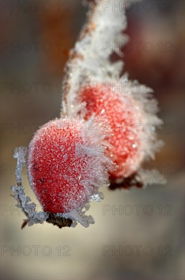 Rosehip fruit of the dog rose