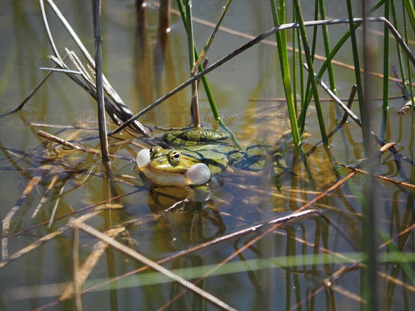 Pool frog