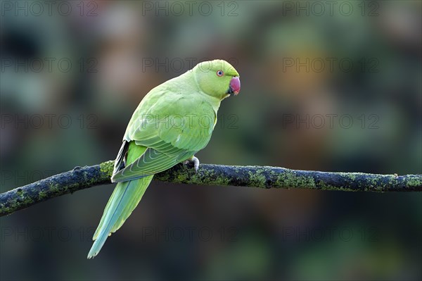 Rose-ringed parakeet