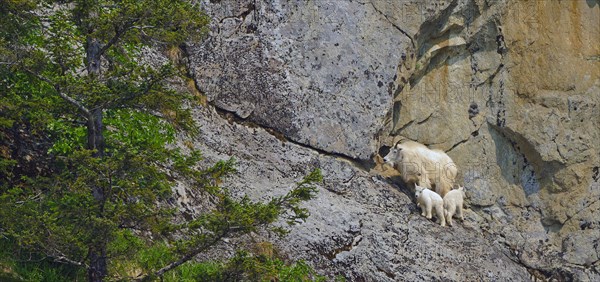 Mountain goat