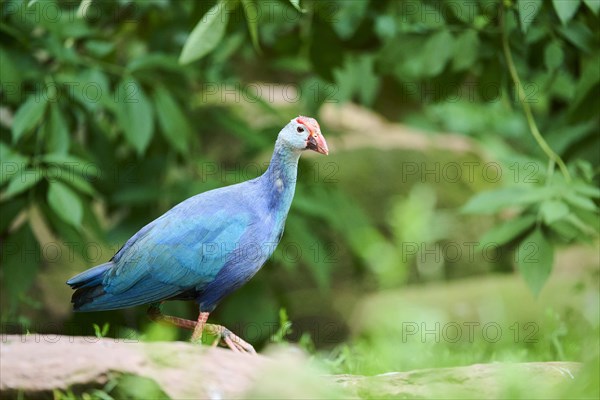 Western swamphen