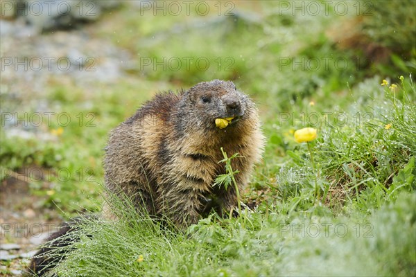 Alpine marmot