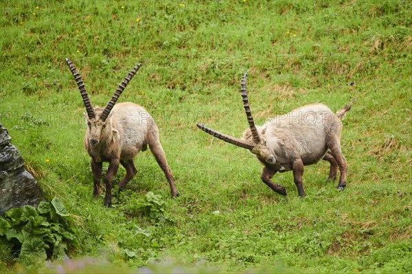 Alpine ibex