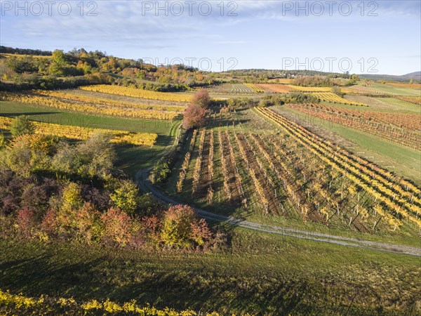 Aerial view of autumn vineyards