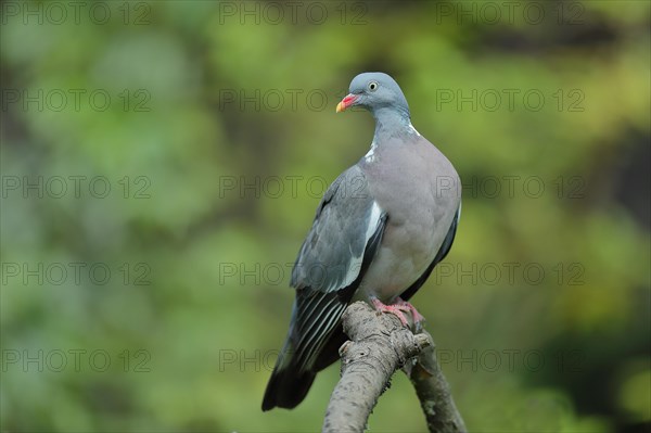 Common wood pigeon