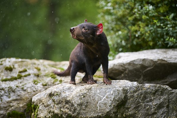 Tasmanian devil