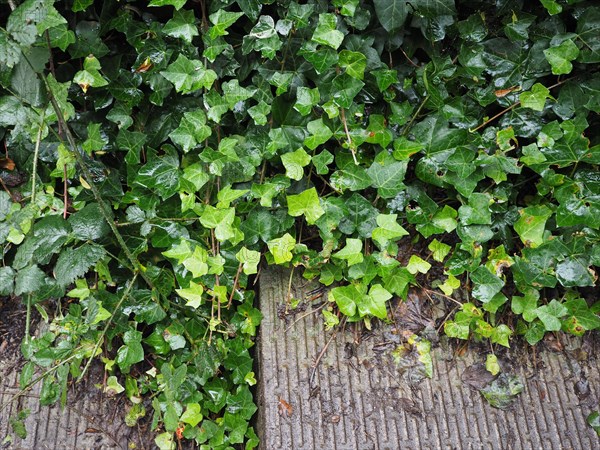 Ivy plant leaves