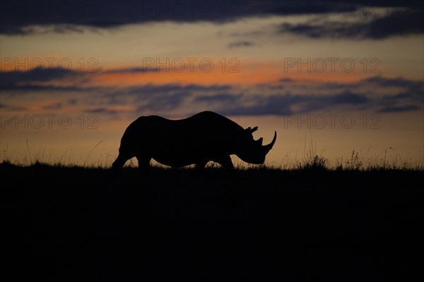 Black rhinoceros