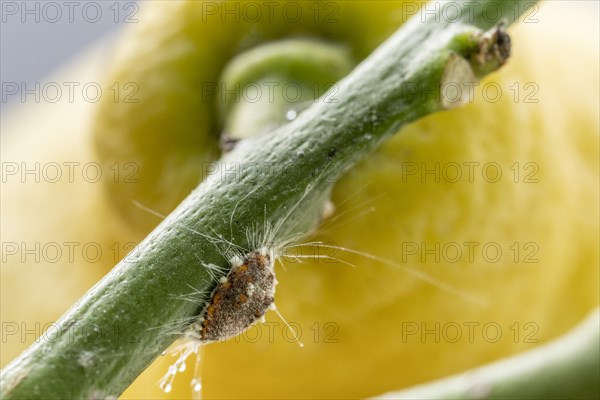 Citrus mealybug