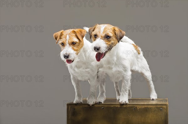 Two purebred jack russell posing in a studio.