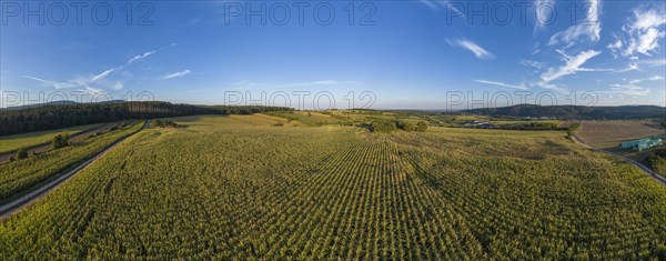 Aerial view corn field St.Veit