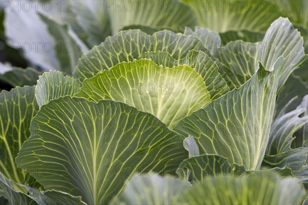 White cabbage