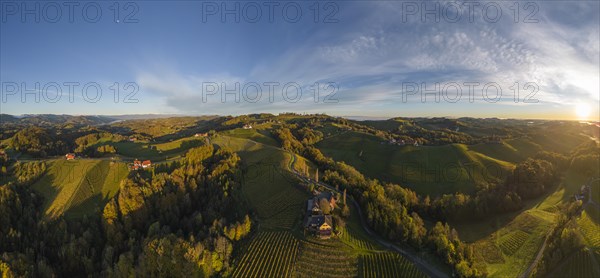 Aerial view of vineyards in the morning light