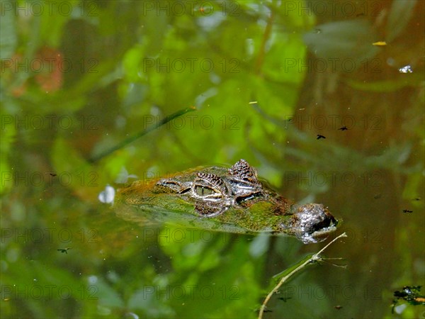 Spectacled caiman