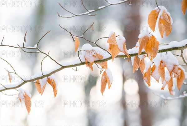 Twigs or branches of a copper beech or copper beech