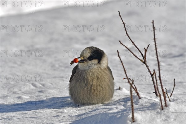 Gray jay