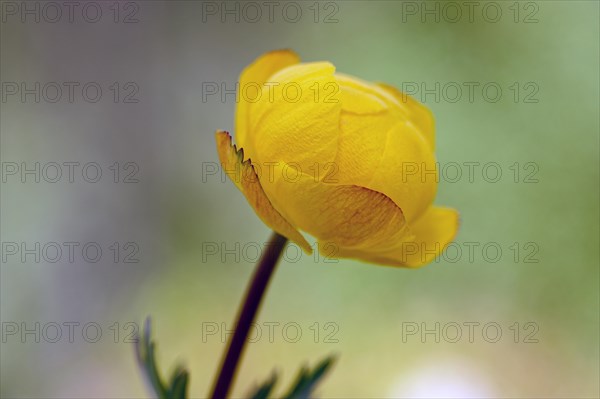 Globeflower