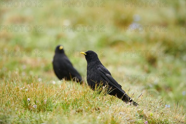 Yellow-billed chough